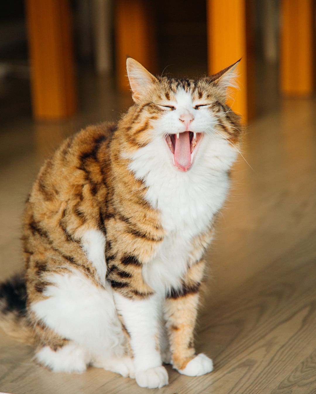 Cat Teeth In New York City