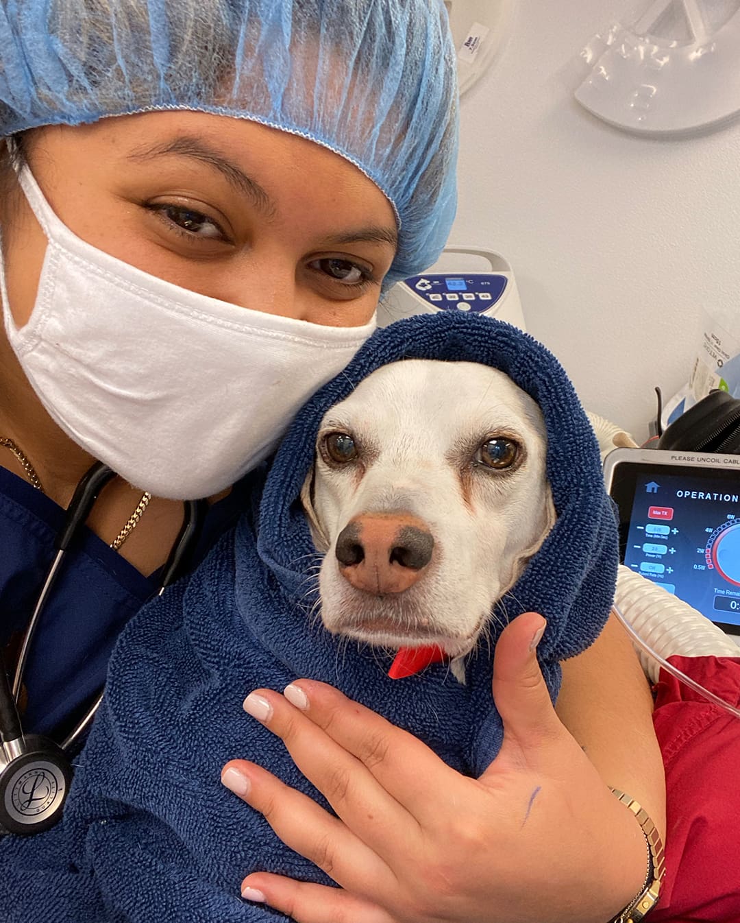 emergency-veterinarian-new-york-city emergency veterinarian new york city