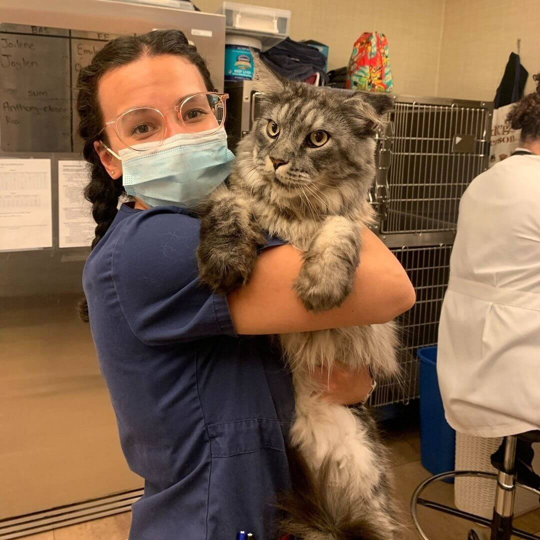 Giant Maine Coon Cat