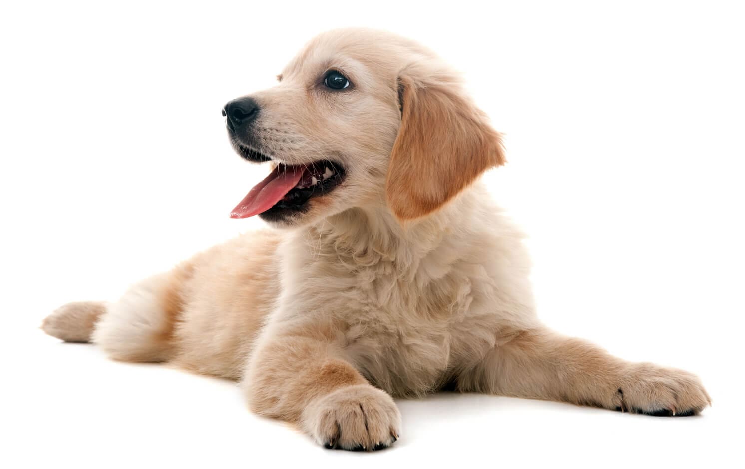 Golden Retriever Puppy