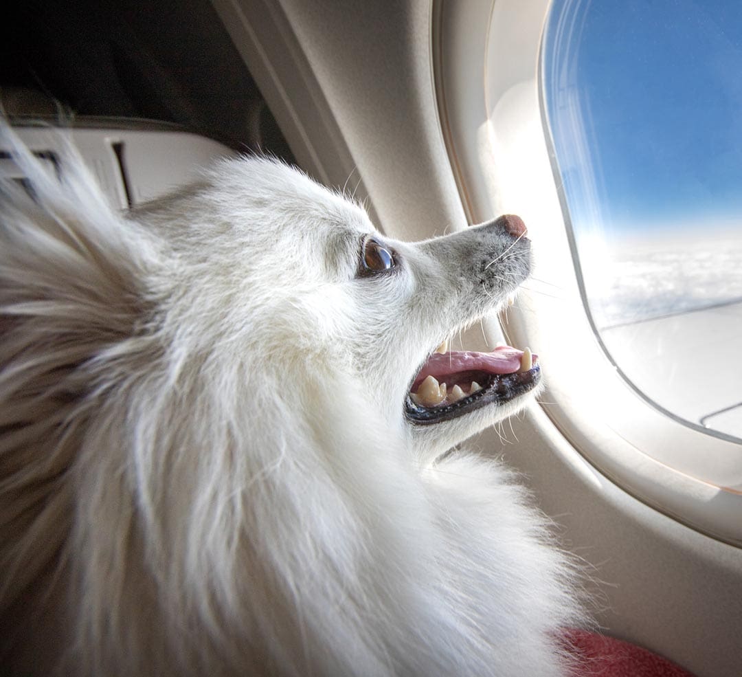 Dog On An Airplane pet travel certificates in new york city