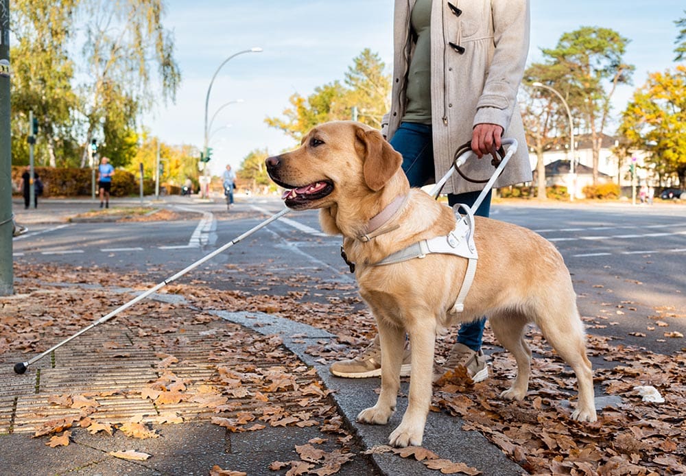 Guide Dog Leads A Woman Safely Across A Busy Street international pet travel certificates near me
