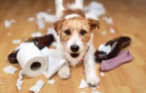 why does my dog chew furniture and make a mess brooklyn ny