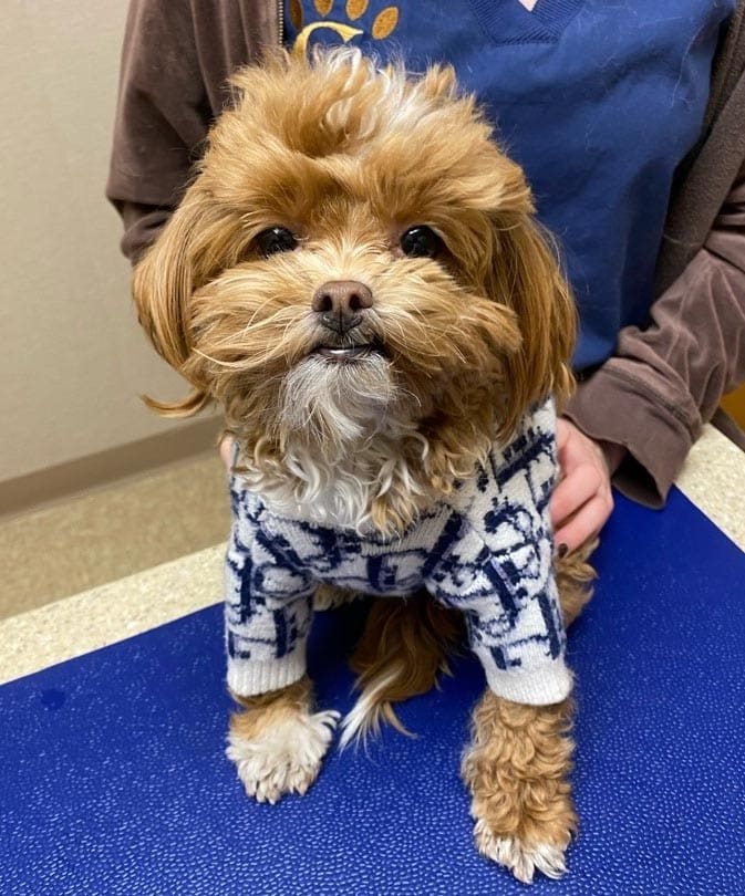 veterinarian in park slope brooklyn