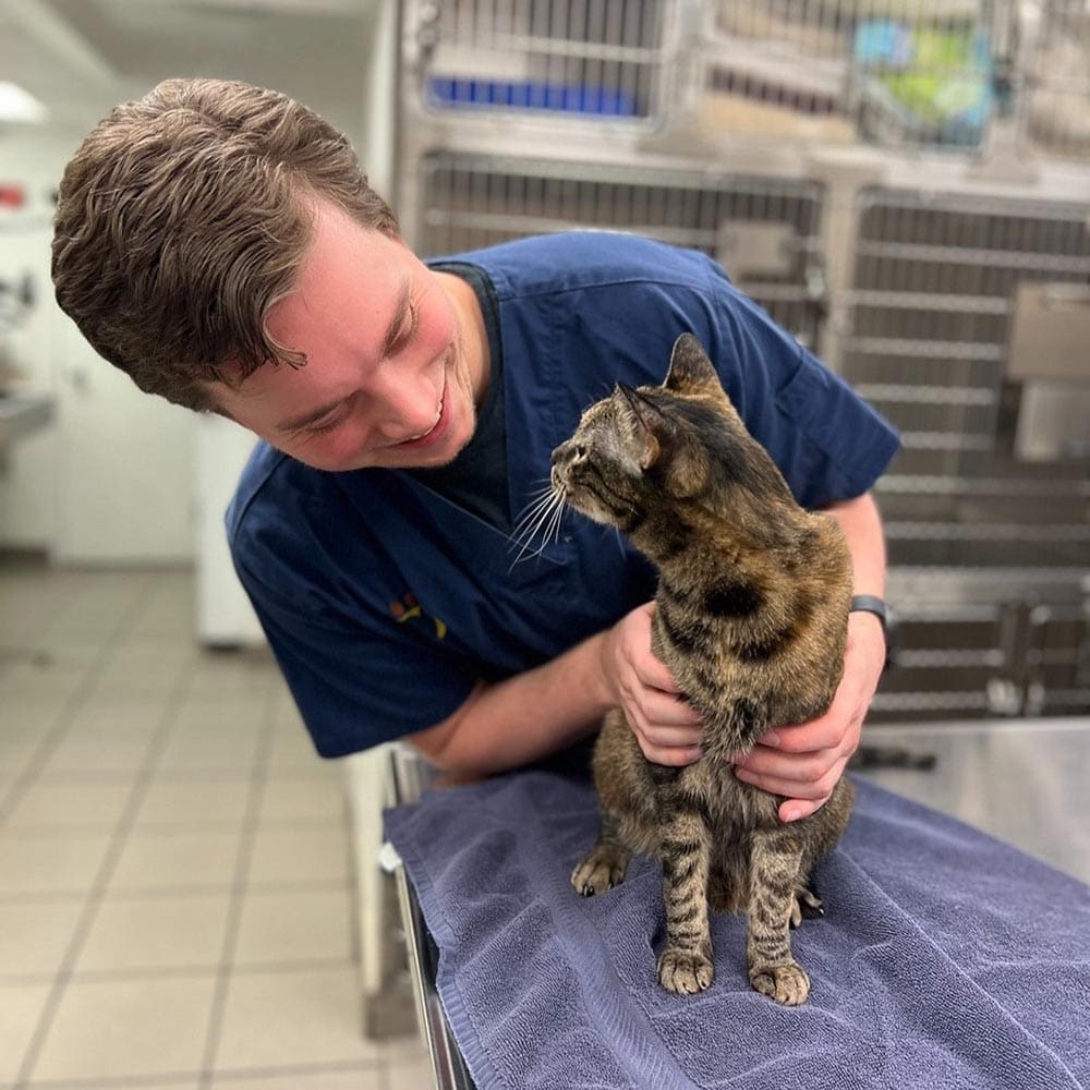 veterinarian and cat looking at each other