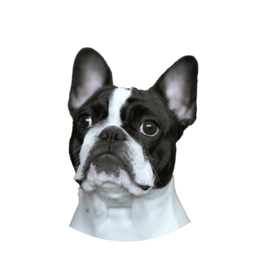 Bulldog Bulldog