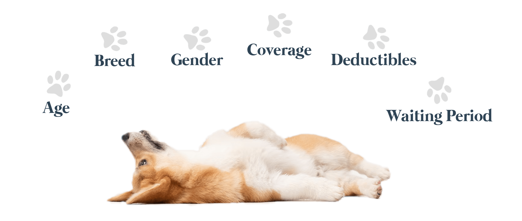 Corgie Pawprint Text Corgie Pawprint Text