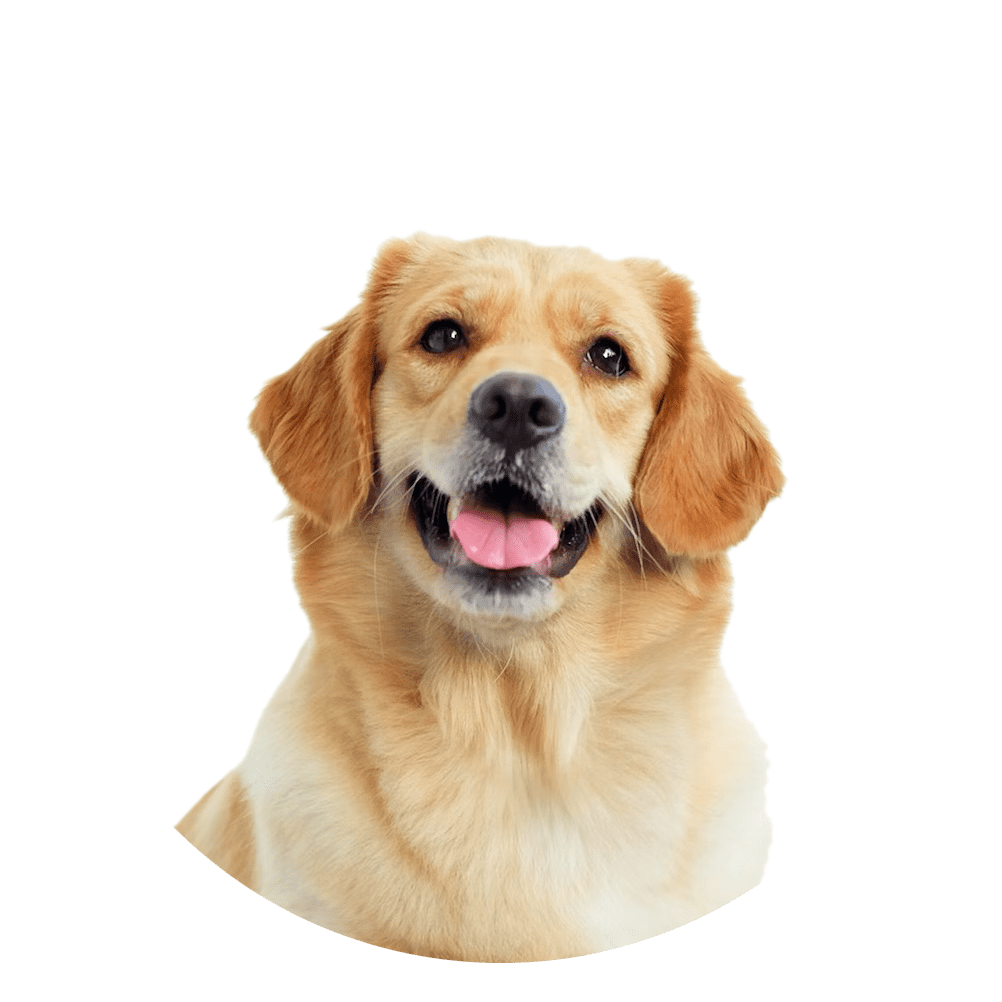 Golden Retriever Golden Retriever