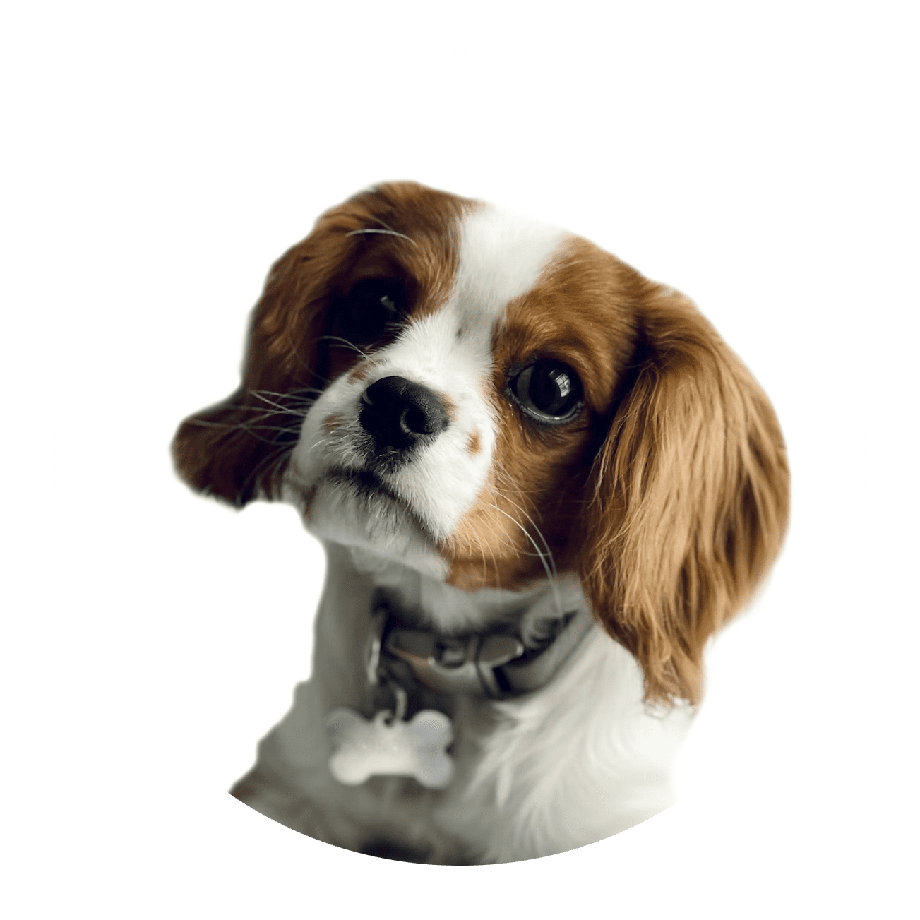 Spaniel Spaniel