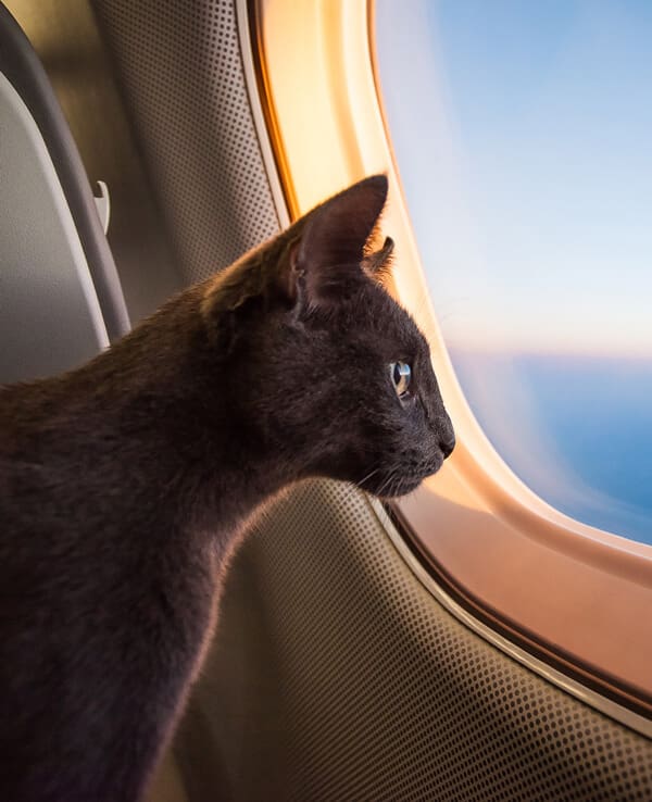 Cat In Plane Window Cat In Plane Window