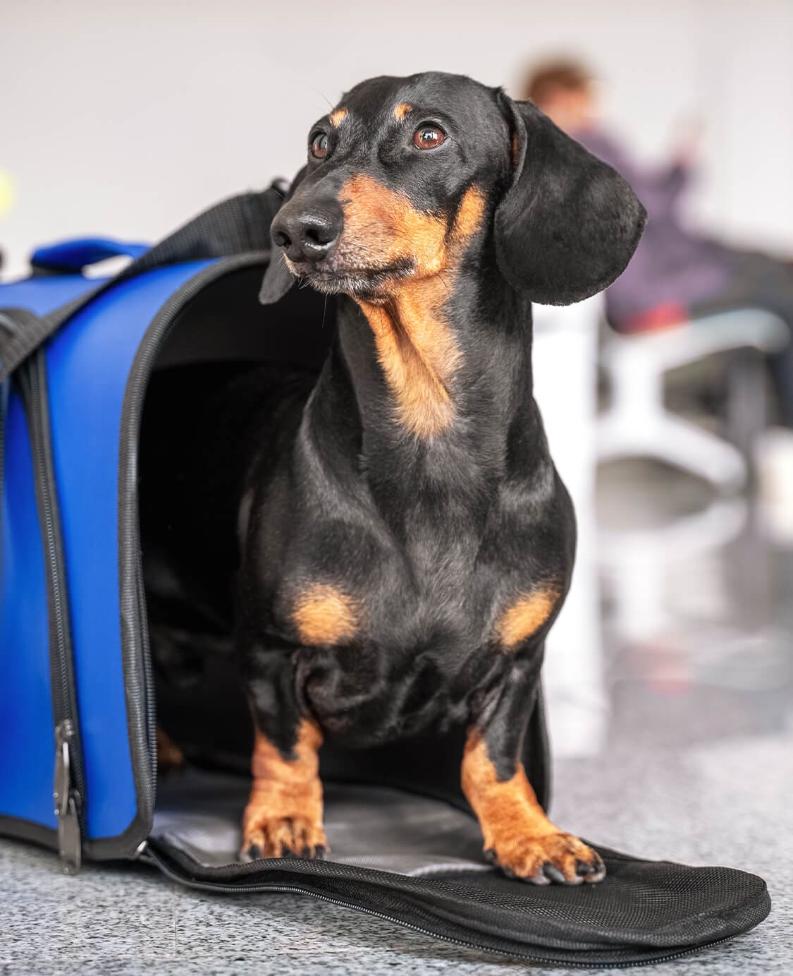 Dog In Carrier