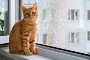 cat high rise syndrome in new york city ny