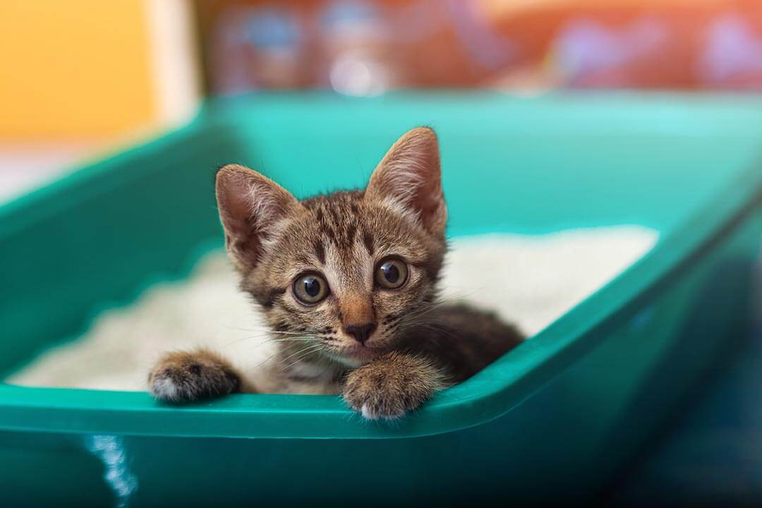 kitten playing in the litterbox