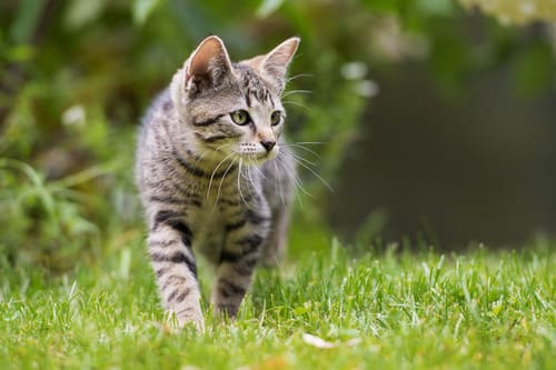 gray-cat-walking-through-grass