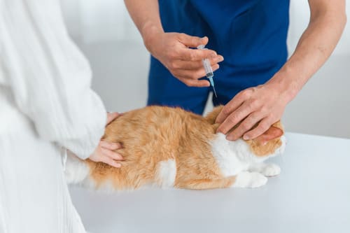 nurse-holding-cat-while-vet-administers-vaccine