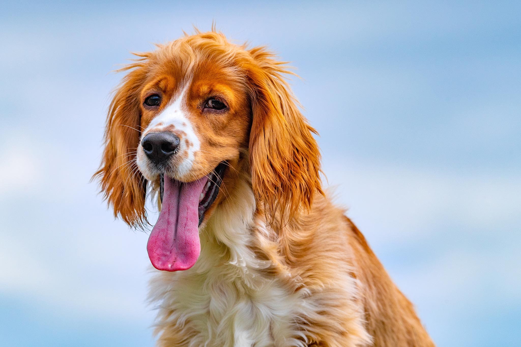 red and white spaniel dog outside on partly cloudy day panting