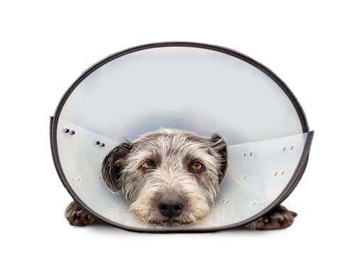 dog-with-medical-cone-on-laying-down
