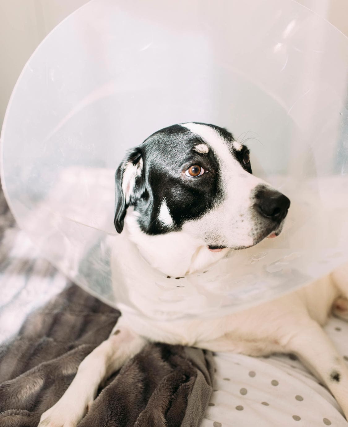 Dog Wearing Cone And Laying On Bed