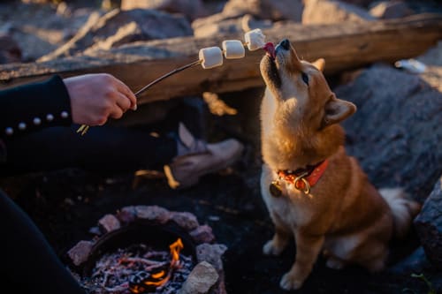 dog-smelling-marshmallows-on-a-stick-near-a-campfire