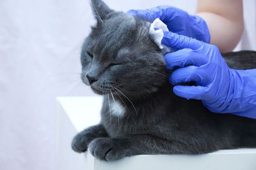 vet-cleaning-gray-cat's-ear-at-clinic