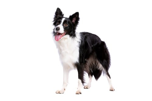 border-collie-dog-panting-while-standing-against-a-white-background