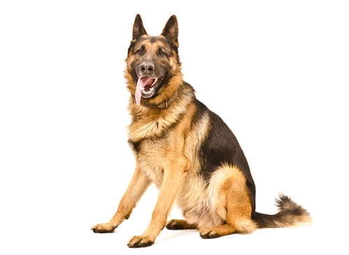 german-shepherd-dog-sitting-and-panting-on-a-white-background