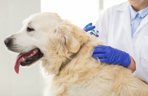 vet-administering-vaccine-for-golden-retriever-dog-at-clinic