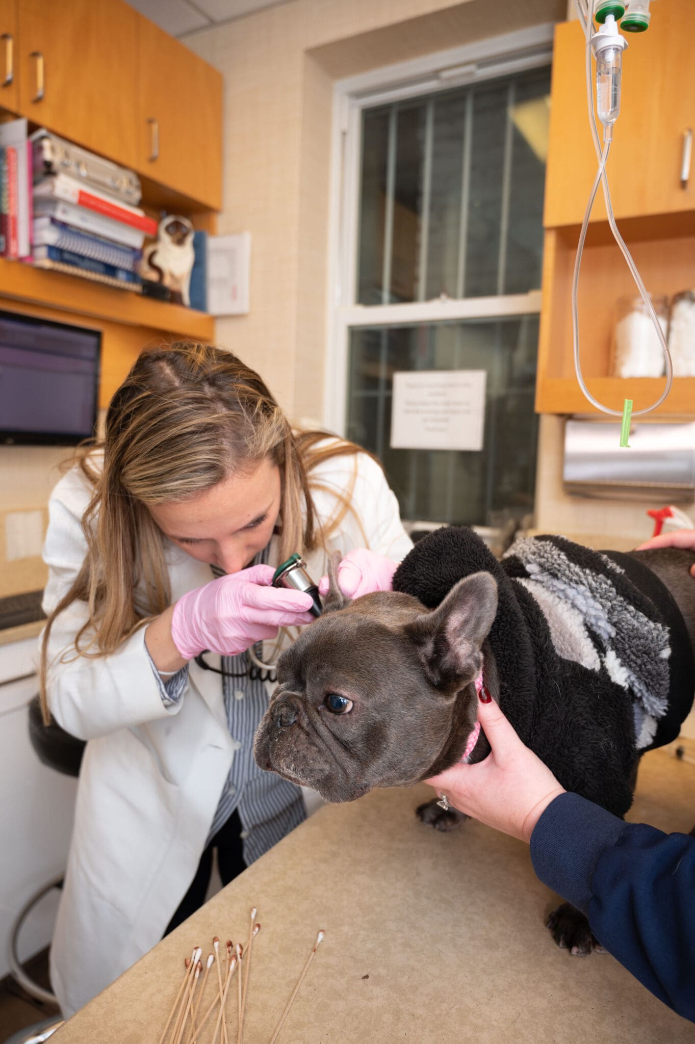 Heart Of Chelsea Actionshot Chelsea 40 female veterinarian examining French Bulldog's ear