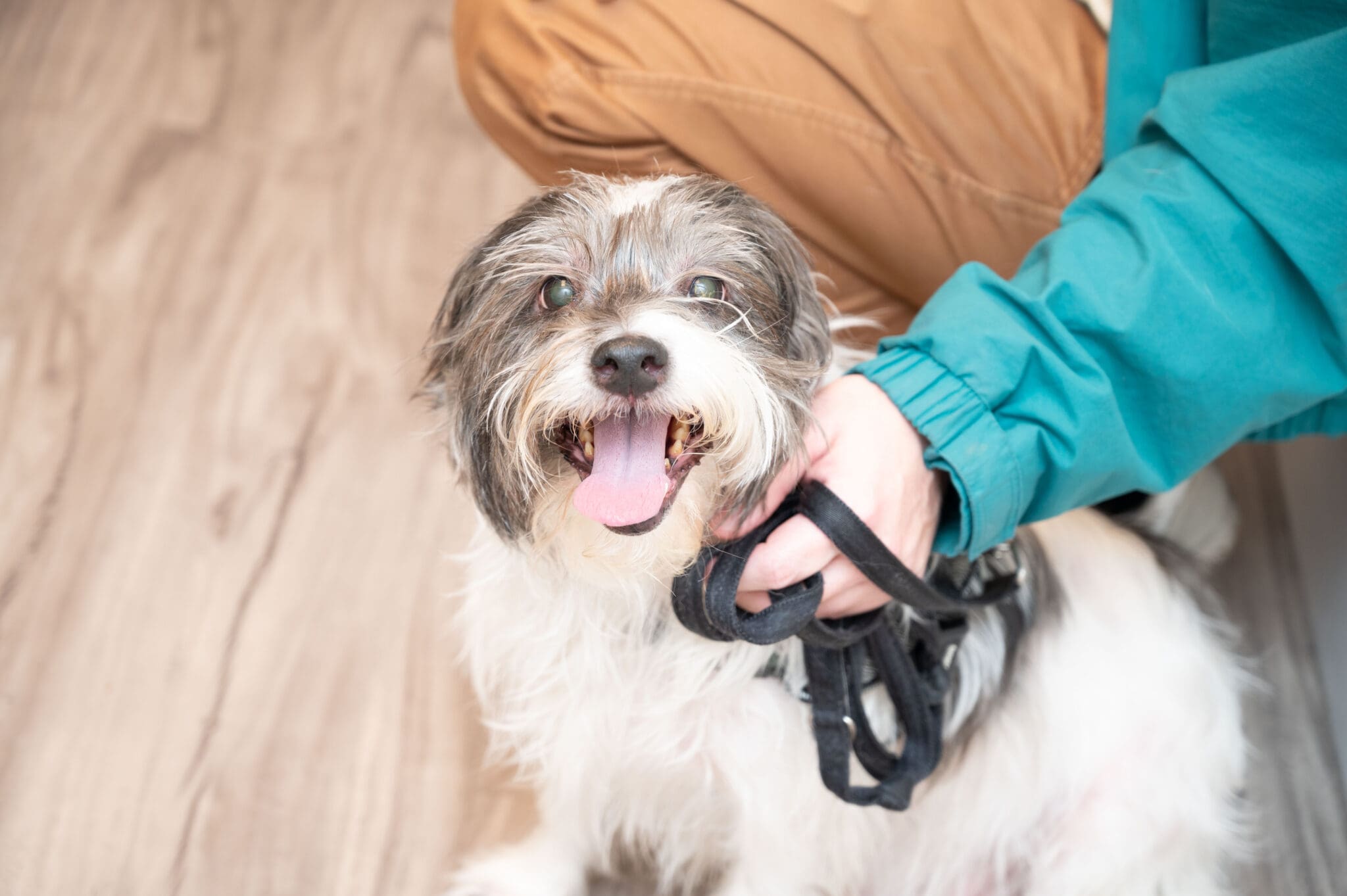 Heart Of Chelsea Actionshot Ns 112 smiling dog sitting next to owner