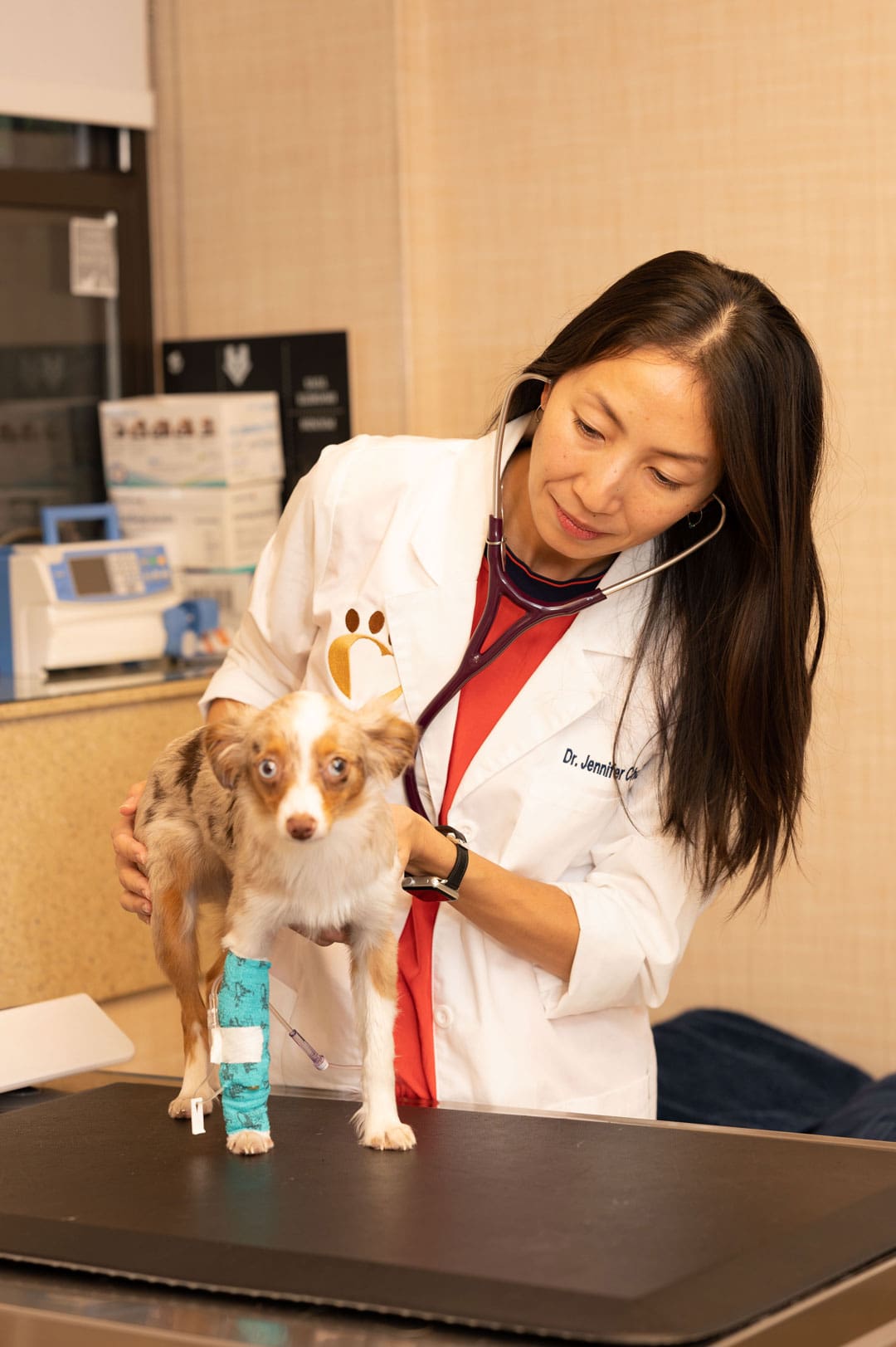 Femalel Veterinarian Examining Small Dog