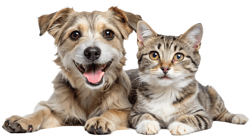 New Client Free Exam Banner