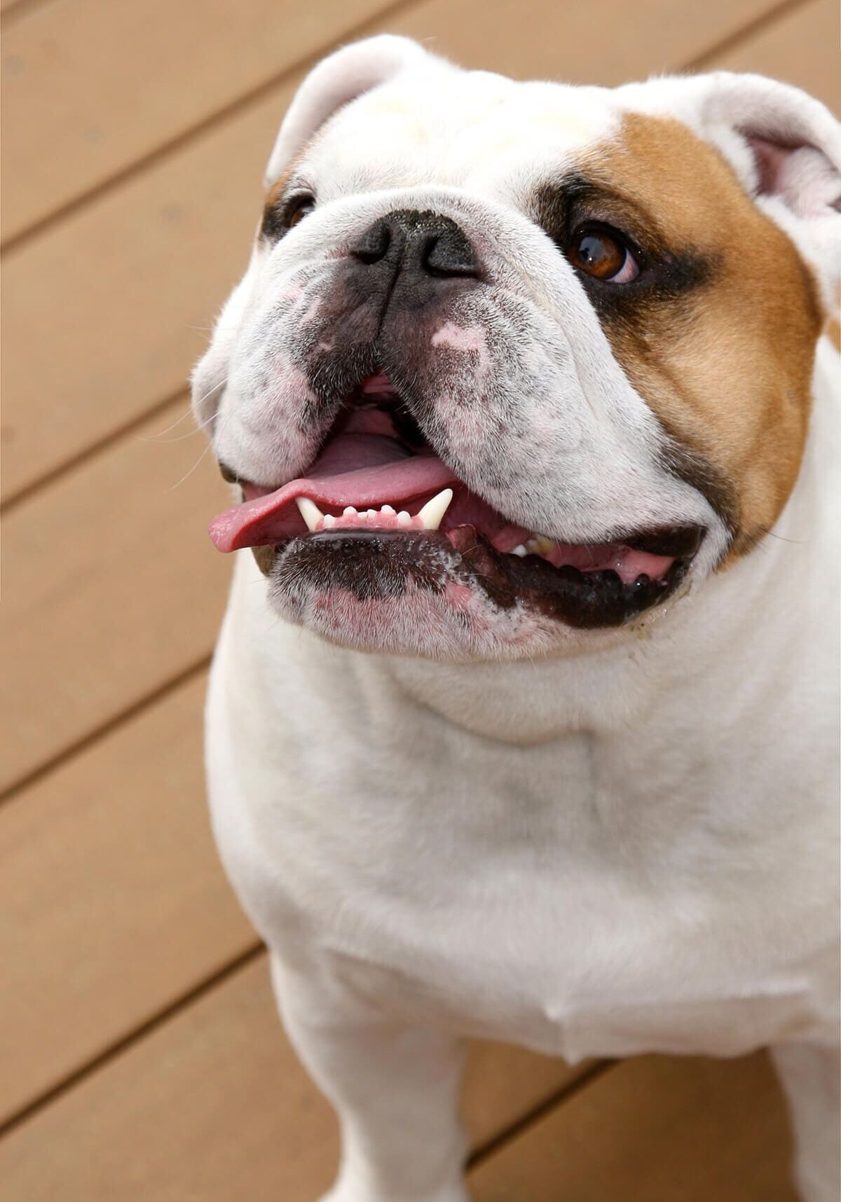 English Bulldog Smiling