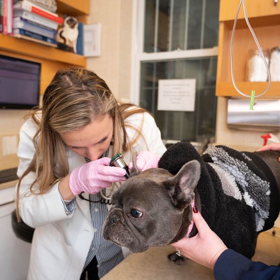 French Bulldog Exam