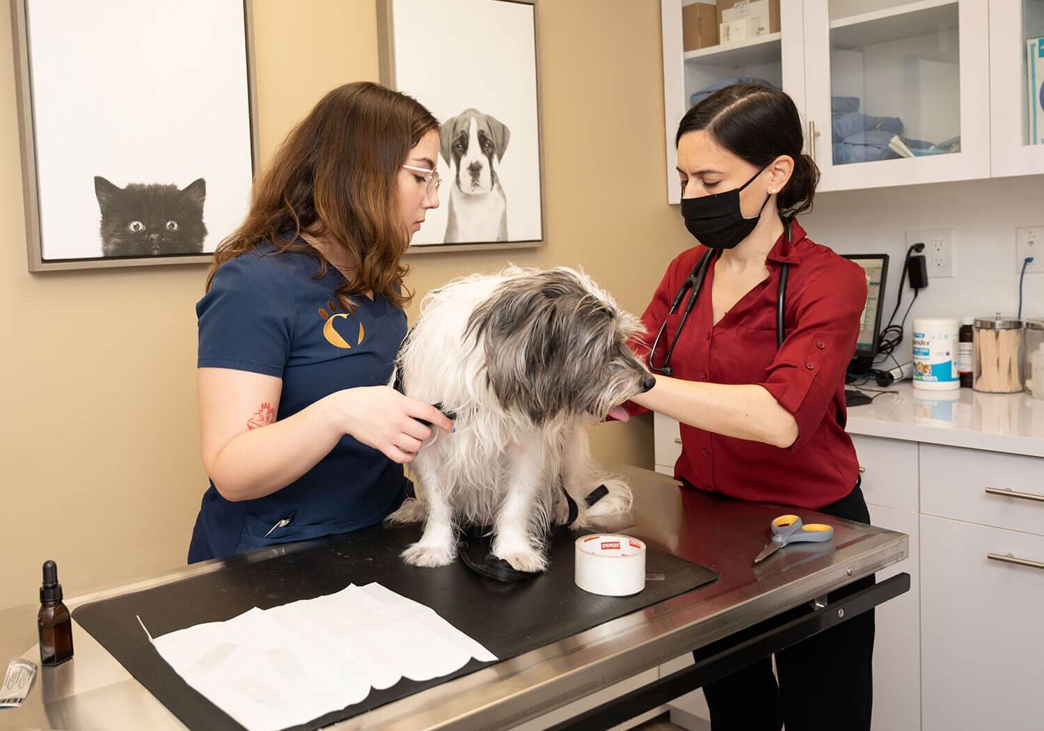 Vet And Tech Examining Dog